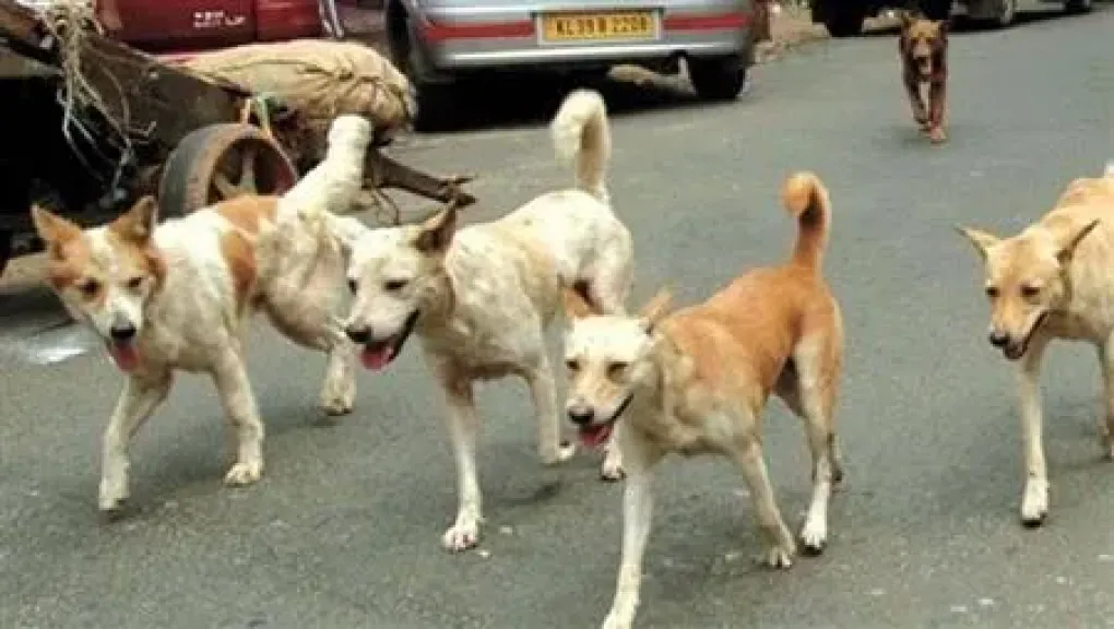 السعار يهدد الشوارع وتحرك حكومي عاجل للسيطرة