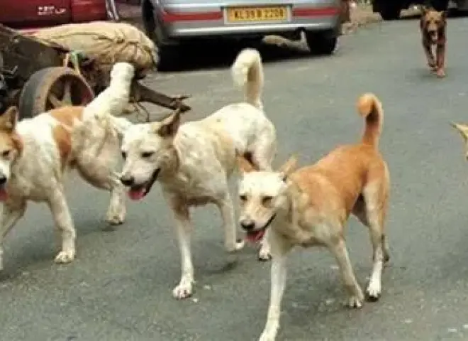 السعار يهدد الشوارع وتحرك حكومي عاجل للسيطرة