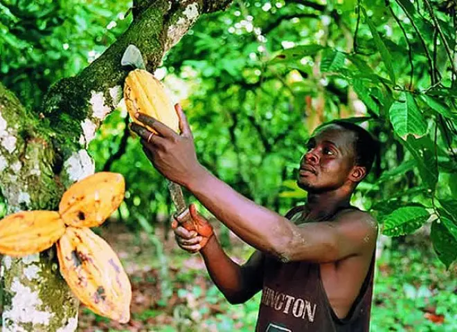 نقص الأمطار يهدد محصول الكاكاو في ساحل العاج ويرفع مخاوف الأسواق