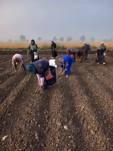 انتهاء زراعة البرامج البحثية لصنف ”سوبر جيزة 97” بالجميزة