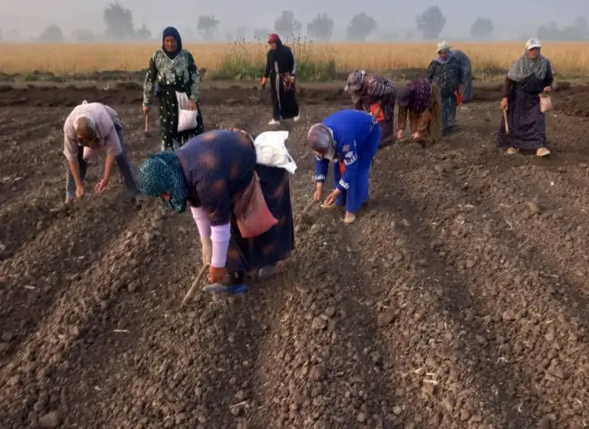 انتهاء زراعة البرامج البحثية لصنف ”سوبر جيزة 97” بالجميزة