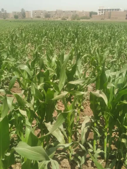 تحذيرات عاجلة لإنقاذ محصول الذرة من الآفات