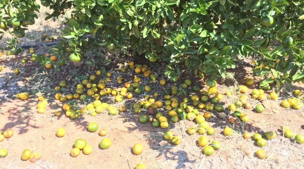 ظاهرة يونيو المرعبة تدمر محاصيل الموالح بلا إنذار
