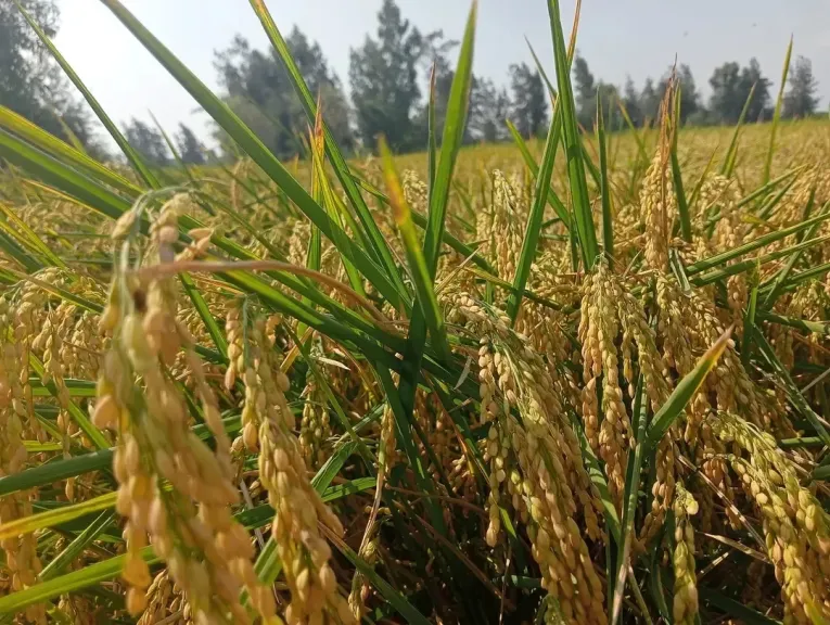 رحلة إنتاج الأرز عالي الجودة من الزراعة حتى الحصاد