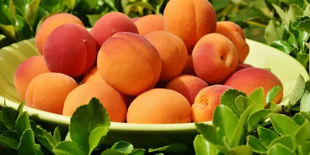 خبراء التغذية يكشفون فوائد المشمش الصحية