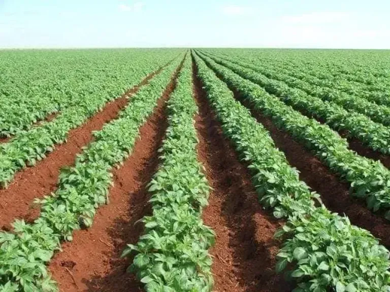 تحذيرات عاجلة من خسائر زراعية بسبب اضطراب الطقس