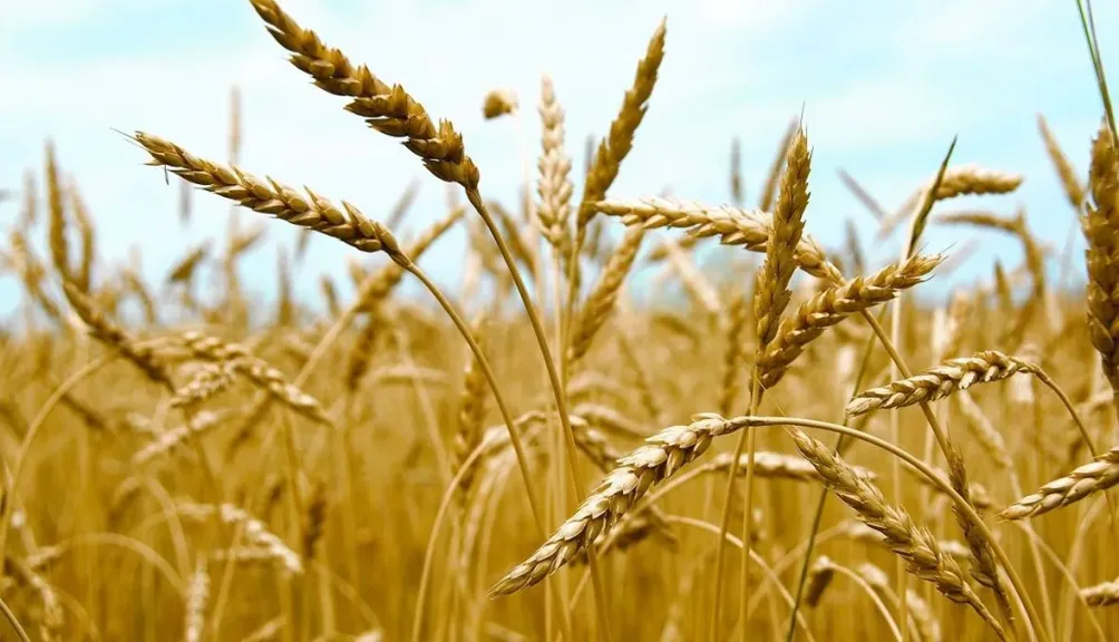 زراعة القمح.. خبير زراعي يكشف لماذا يعد تخطي حاجز 4000 PPM ”مغامرة اقتصادية”؟