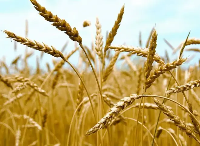 زراعة القمح.. خبير زراعي يكشف لماذا يعد تخطي حاجز 4000 PPM ”مغامرة اقتصادية”؟