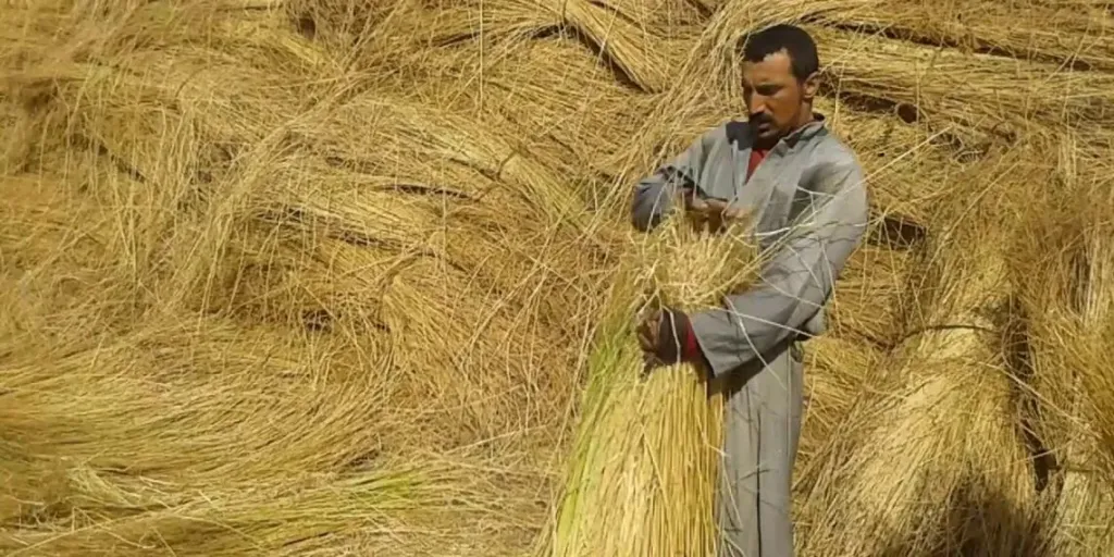 غياب التخطيط يهدد مستقبل الكتان في الأسواق العالمية