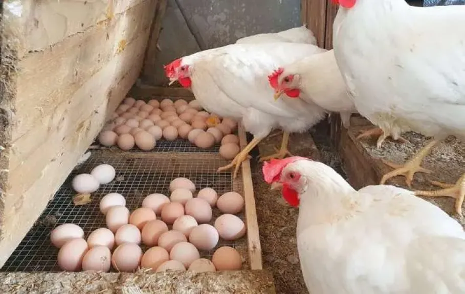 مستهلك الدجاج والبيض.. وديدان المغرضين
