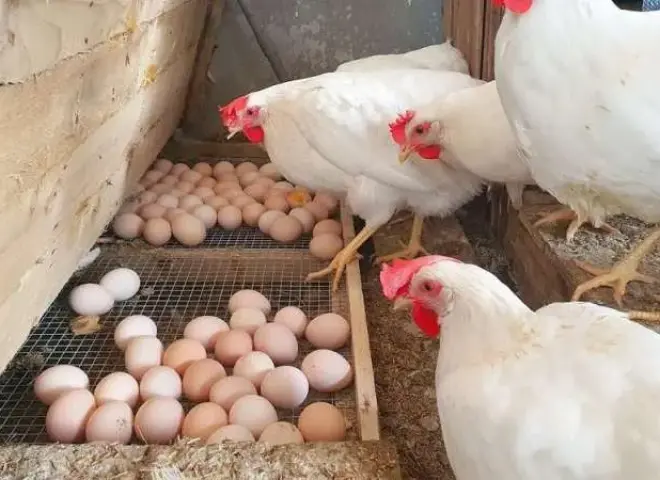مستهلك الدجاج والبيض.. وديدان المغرضين