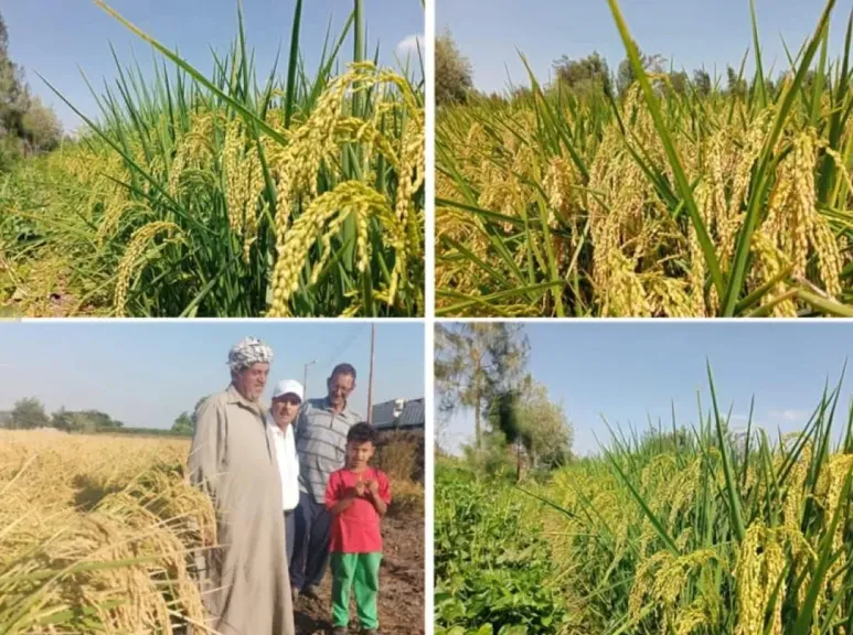 اكتشاف زراعي جديد يعيد رسم خريطة إنتاج الأرز