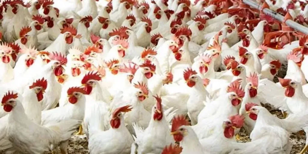 حملات مقاطعة لحوم الدواجن تثير الجدل.. ومصدر يوضح الحقيقة