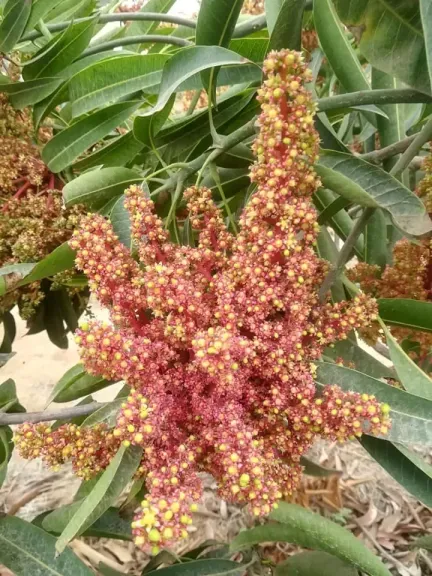 تحذيرات عاجلة لمزارعي المانجو خلال مرحلة العقد
