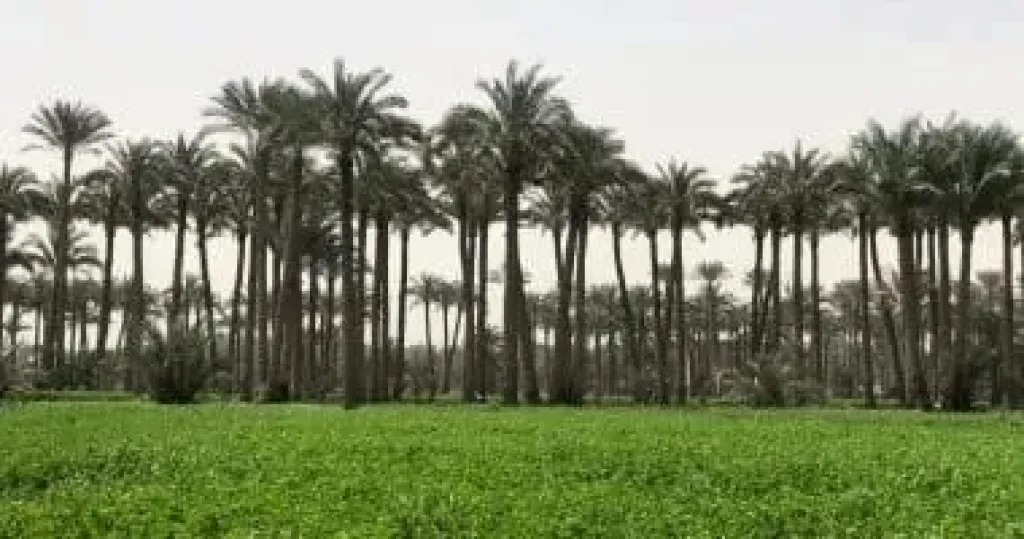 مركز المناخ يوضح أسباب هدوء الأجواء وتأثيرها على المحاصيل