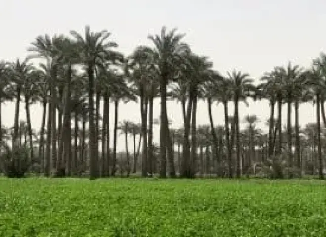 مركز المناخ يوضح أسباب هدوء الأجواء وتأثيرها على المحاصيل
