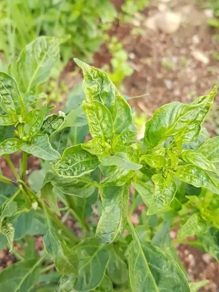 أزمة فلفل الألوان بمركز بدر.. اتهامات بالاحتيال وخسائر بالملايين وتحرك عاجل من وزارة الزراعة