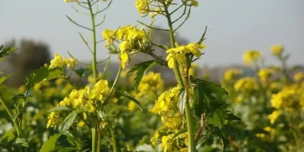 وفرة المخزونات والتحول نحو البذور الزيتية تضغط على أسعار حبوب البحر الأسود