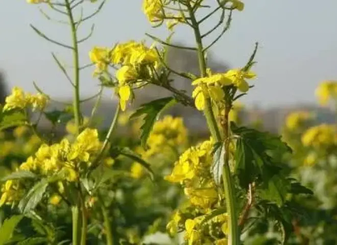 وفرة المخزونات والتحول نحو البذور الزيتية تضغط على أسعار حبوب البحر الأسود