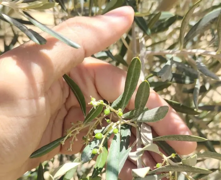 برنامج تسميد صيفي لأشجار الزيتون المثمرة