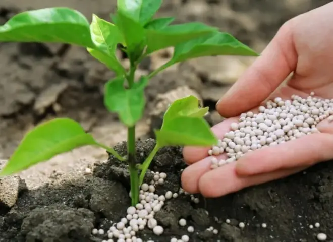 تعرف على أفضل أنواع الأسمدة المناسبة للتربة