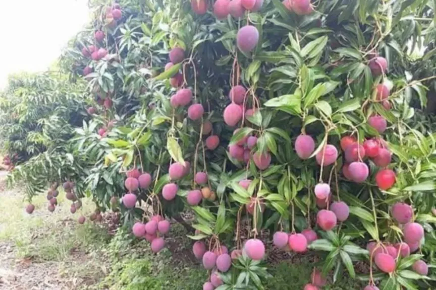 المانجو المصرية نحو العالمية.. إنتاج قياسي وتوجه نحو الأصناف المتأخرة