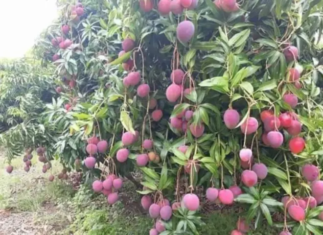 المانجو المصرية نحو العالمية.. إنتاج قياسي وتوجه نحو الأصناف المتأخرة