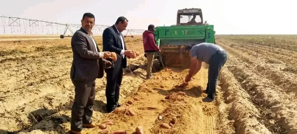 الوادي الجديد تتحول إلى مركز رئيسي لإنتاج البطاطس