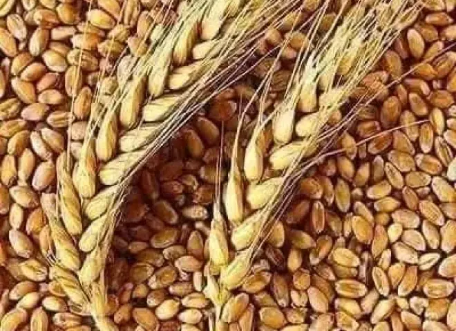 بـ ”أرقام 2026”.. دراسة جدوى زراعة القمح في الأراضي الرملية وصافي الربح للفدان
