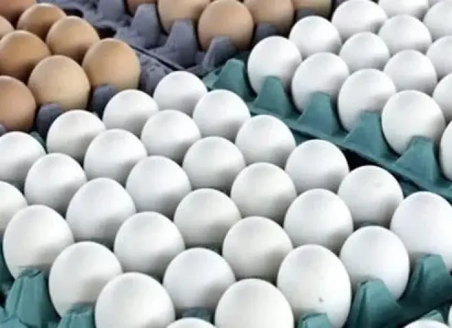فتح السوق العراقي أمام بيض المائدة المصري
