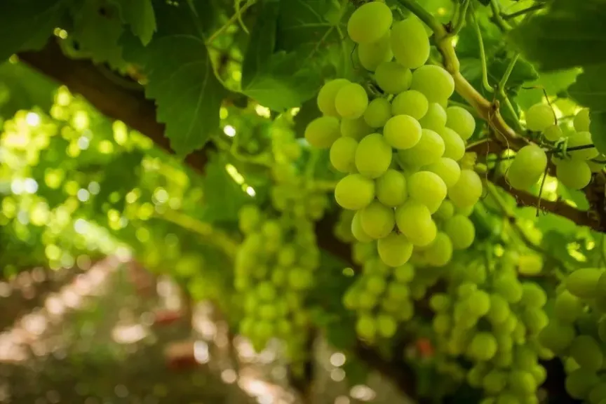 صادرات العنب الجنوب أفريقي ترتفع 3% رغم أزمة الموانئ