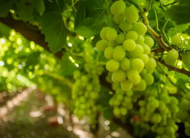 صادرات العنب الجنوب أفريقي ترتفع 3% رغم أزمة الموانئ