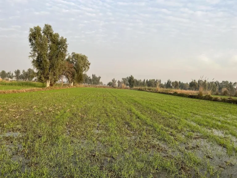 ننشر تفاصيل خريطة توزيع الأراضي المتأثرة بالأملاح وتأثيرها على الإنتاج الزراعي