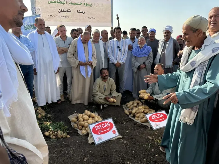 حصاد الأصناف الجديدة للبطاطس في المنيا.. تفاصيل