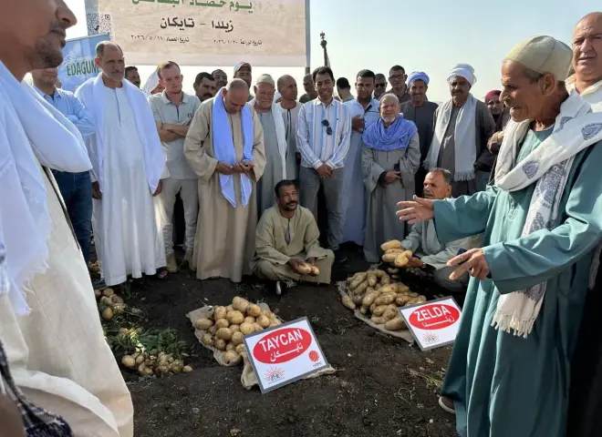 حصاد الأصناف الجديدة للبطاطس في المنيا.. تفاصيل