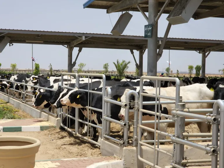 خبير الإنتاج الحيواني: ارتفاع أسعار الأعلاف يهدد استقرار الثروة الحيوانية