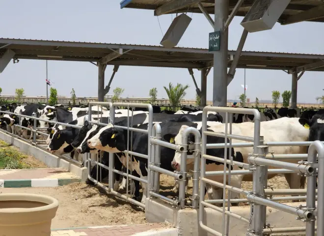 خبير الإنتاج الحيواني: ارتفاع أسعار الأعلاف يهدد استقرار الثروة الحيوانية