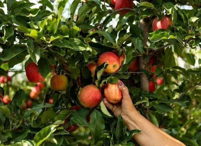 الصقيع الربيعي يدفع بالتفاح الأوروبي نحو المجهول
