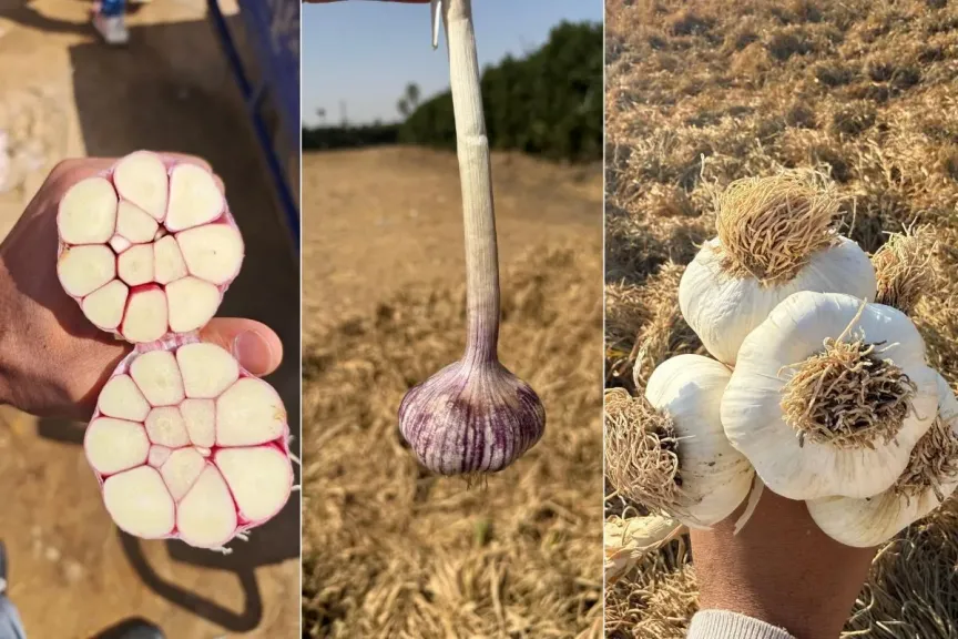 الثوم المصري يسجل طلبا قياسيا يضع الموردين في حالة إشغال كامل