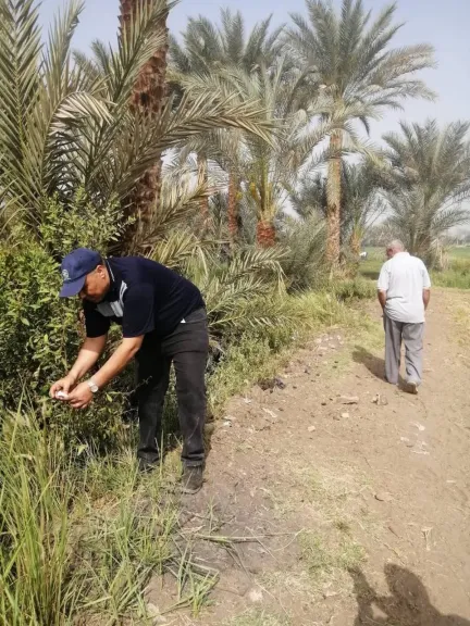 الزراعة تتابع ميدانيا أعمال الحملة القومية لمكافحة القوارض بالمحافظات
