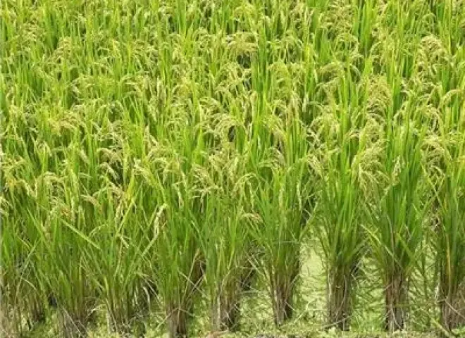 أفضل طرق مكافحة الحشائش لزيادة إنتاج الأرز