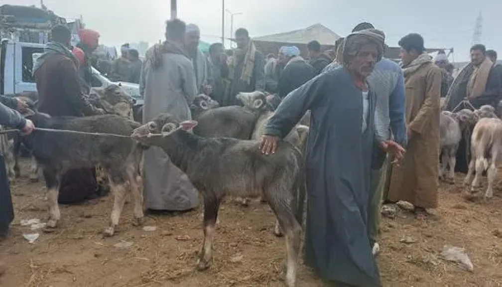 الدليل الشامل لاختيار الأضحية قبل عيد الأضحى