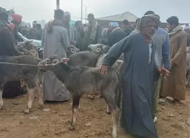 الدليل الشامل لاختيار الأضحية قبل عيد الأضحى