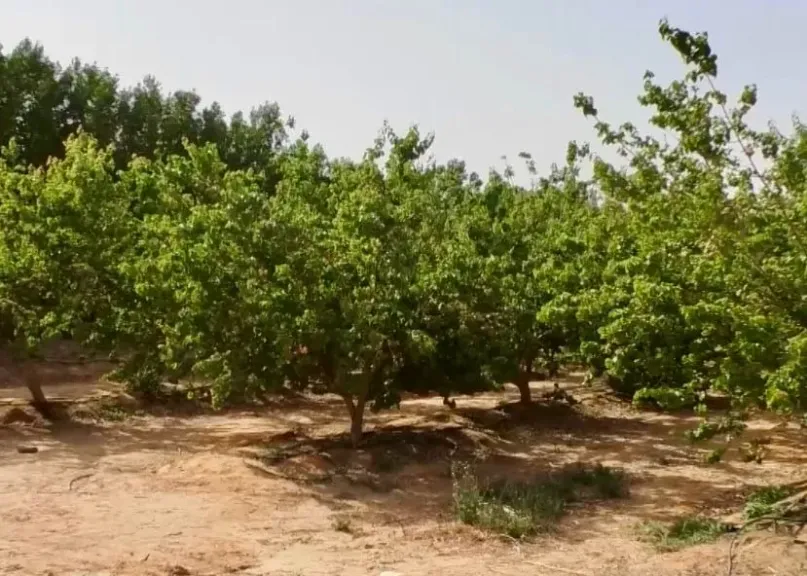 «الكلثوم الزراعية» تواجه تعديات على أراضيها في المنيا بالقانون