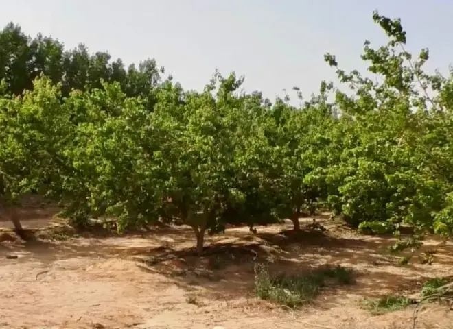 «الكلثوم الزراعية» تواجه تعديات على أراضيها في المنيا بالقانون
