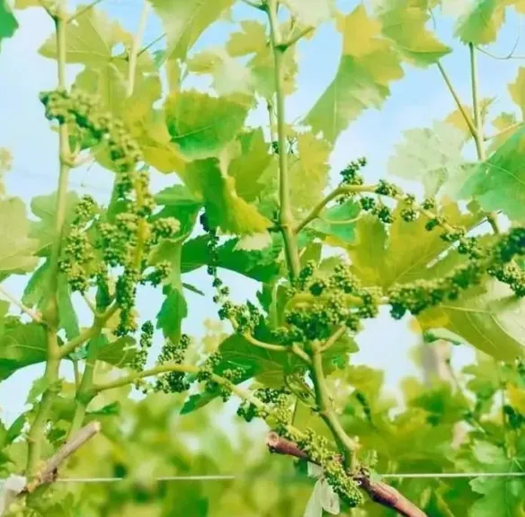مناخ الزراعة يطلق إنذاراً للمزارعين: استغلوا اعتدال اليوم قبل عودة اللهيب