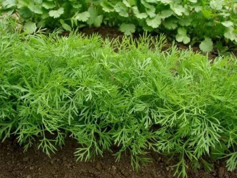 مركز البحوث الزراعية يكشف فوائد الشبت الصحية