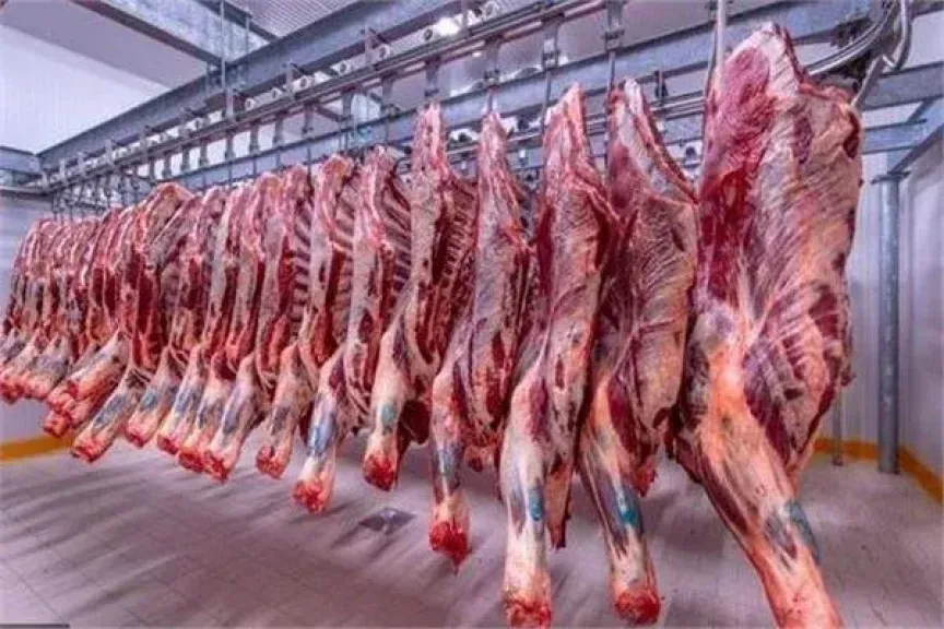 استعدادا لعيد الأضحى.. التموين تطرح لحوم طازجة ومجمدة وتجهيز 20 شادراً لبيع الخراف الحية