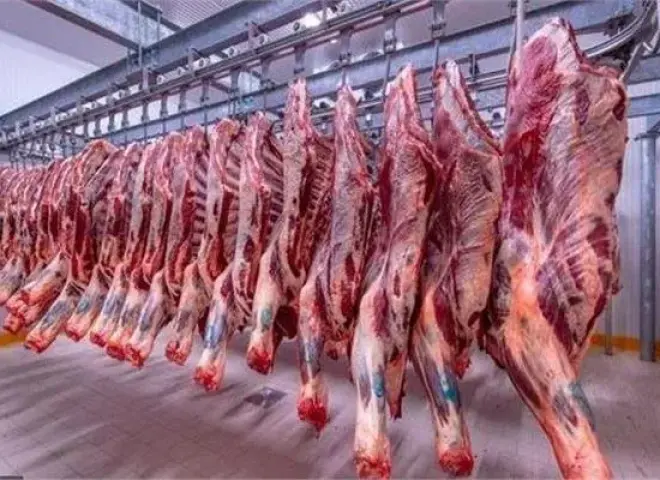 استعدادا لعيد الأضحى.. التموين تطرح لحوم طازجة ومجمدة وتجهيز 20 شادراً لبيع الخراف الحية