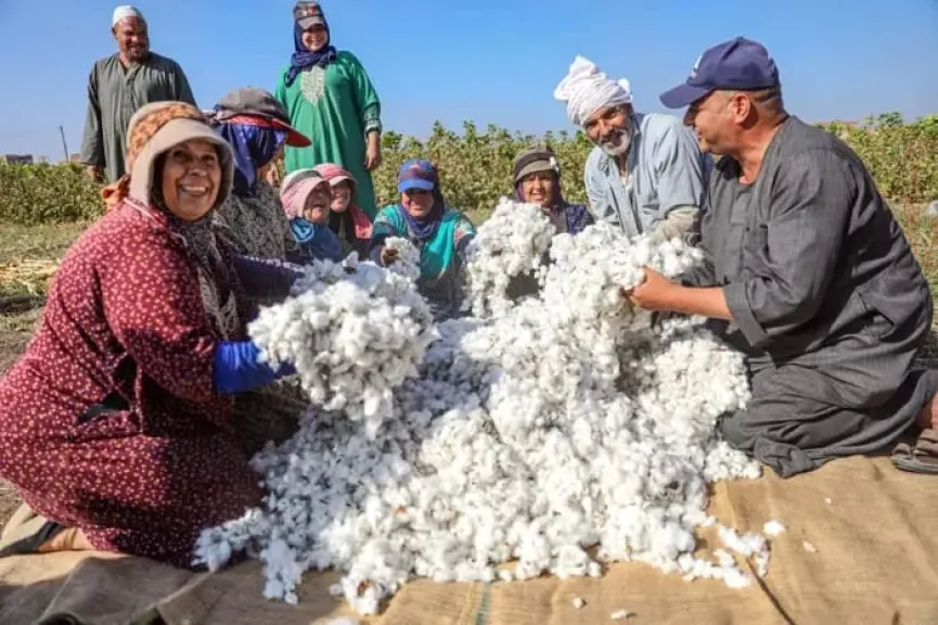 القطن المصري يدخل منطقة الخطر الأحمر